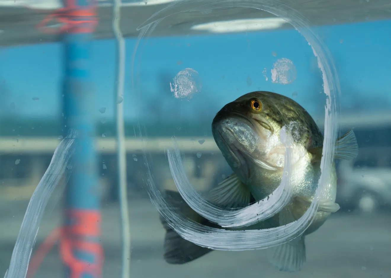 Benny the Bass