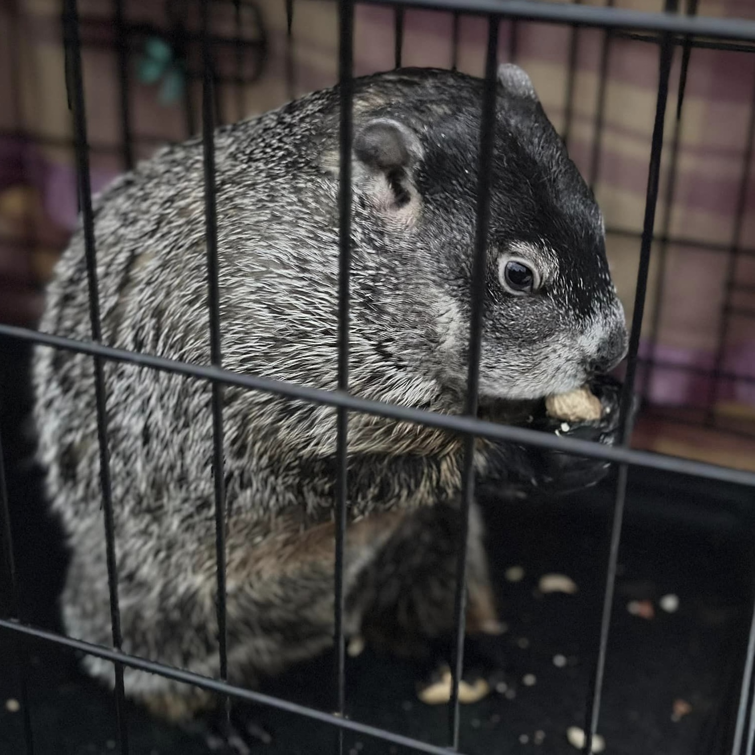Cedar the Groundhog