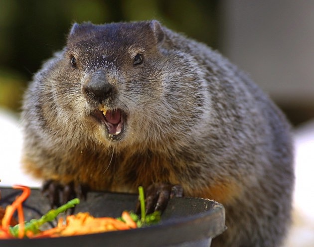Chuckles the Groundhog