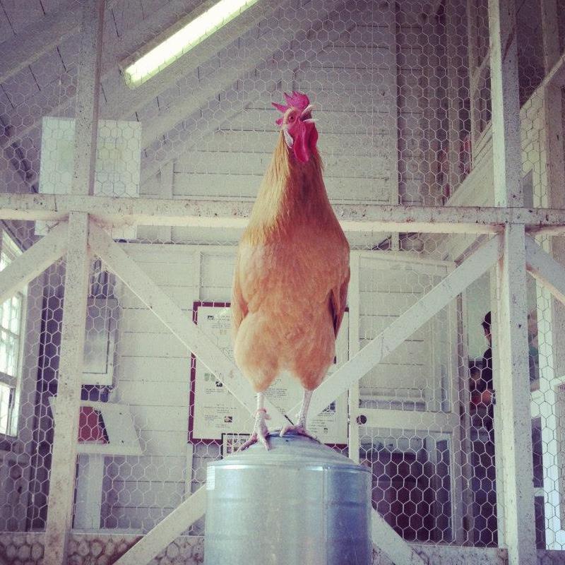 Cluxatawney Henrietta
