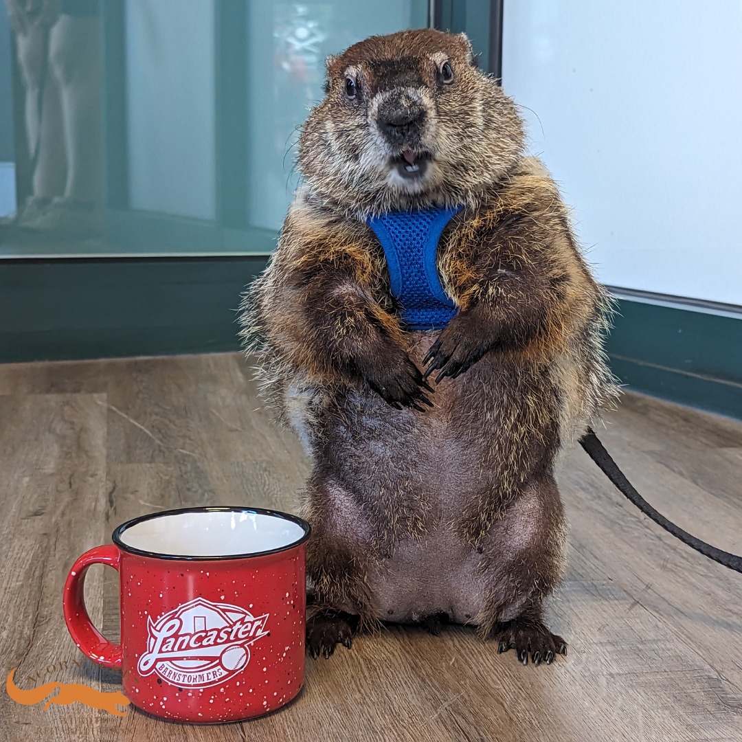 Elliott the Groundhog