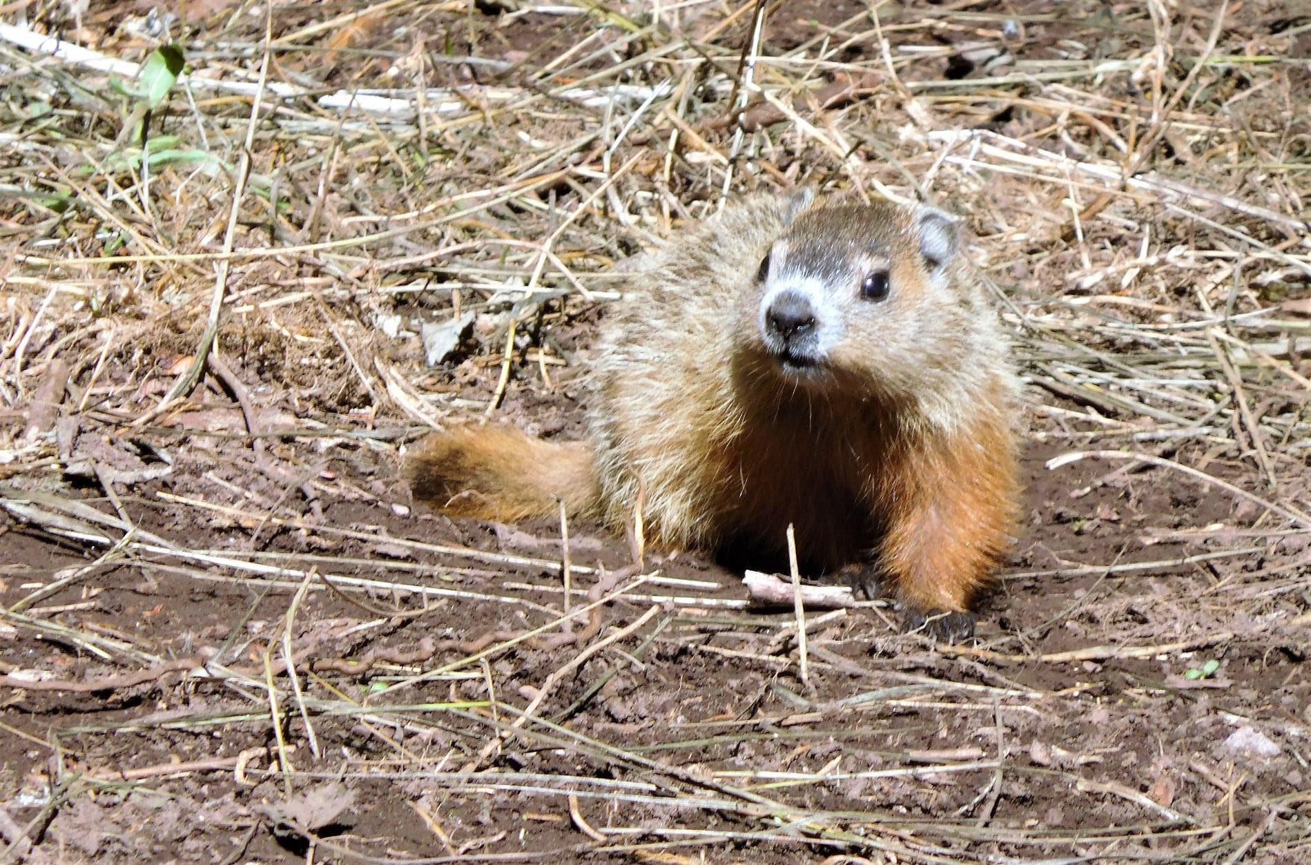 Fred la Marmotte