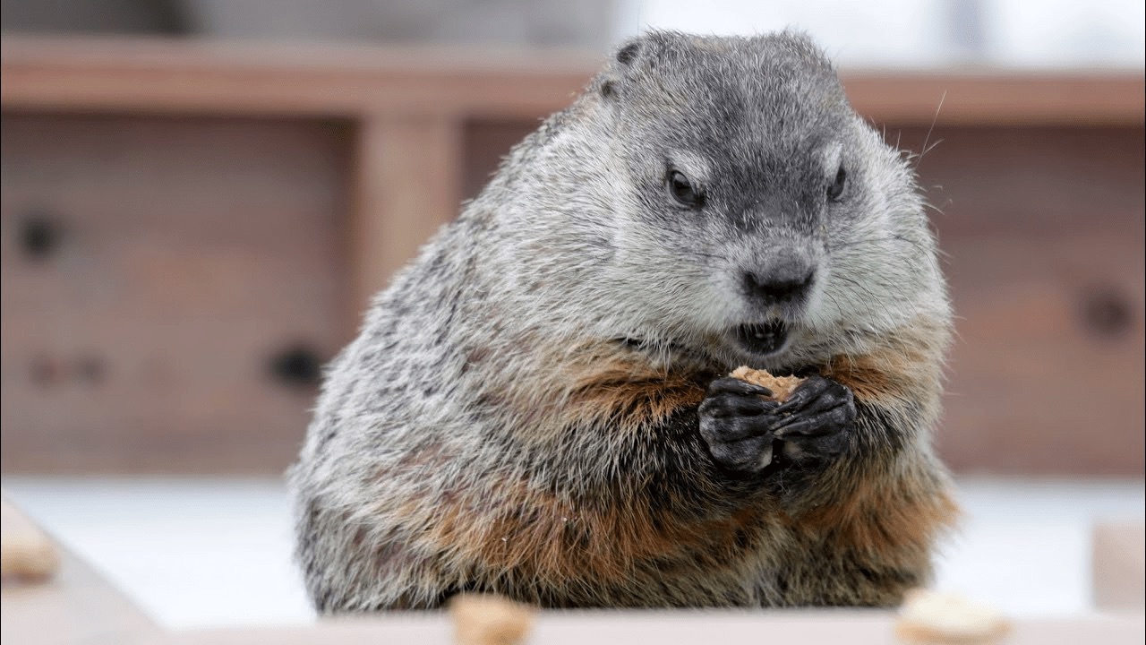Gordy the Groundhog