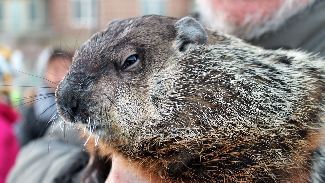 Jimmy the Groundhog