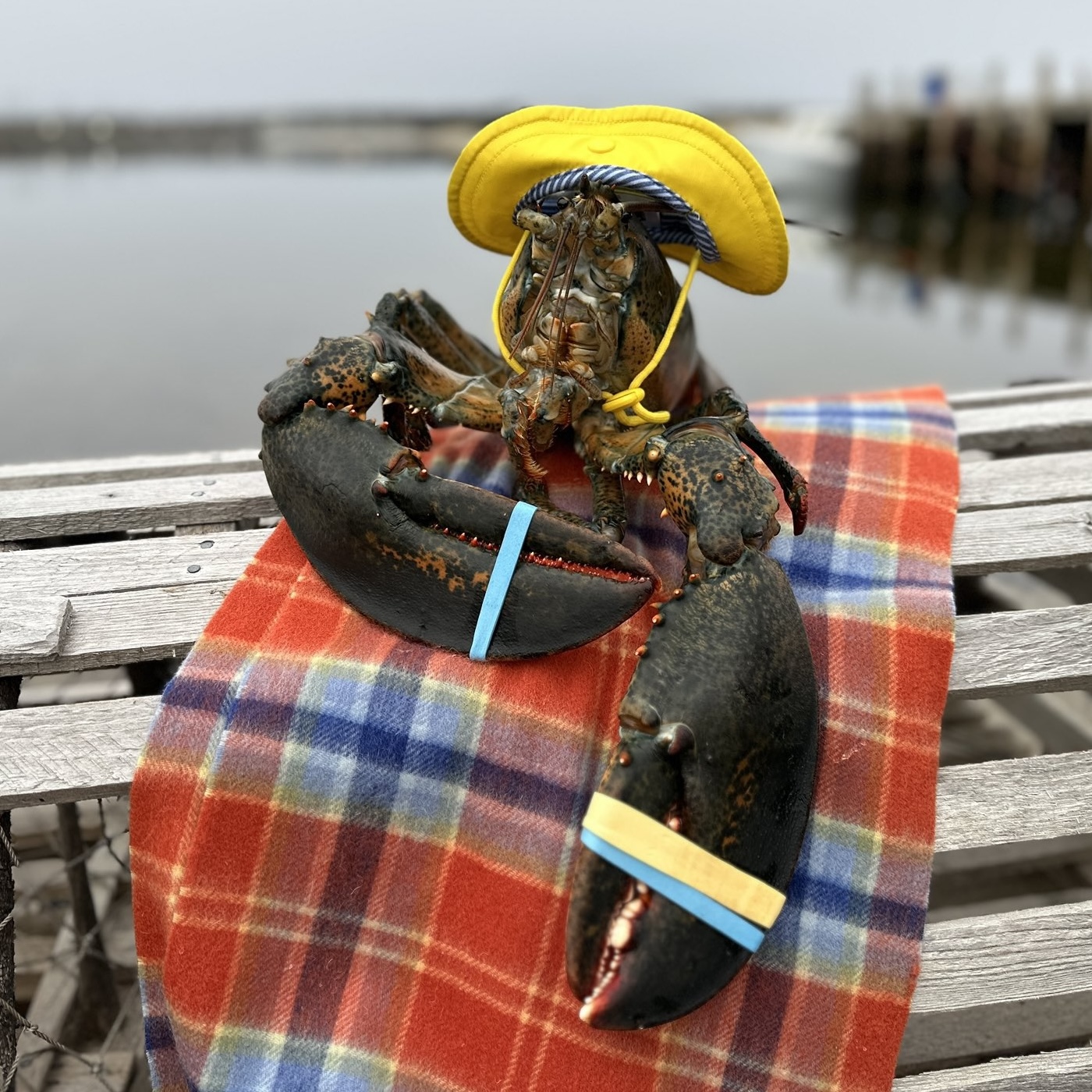 Lucy the Lobster