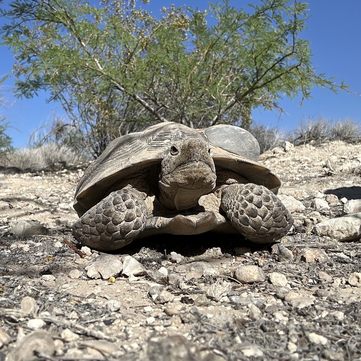 Mojave Max