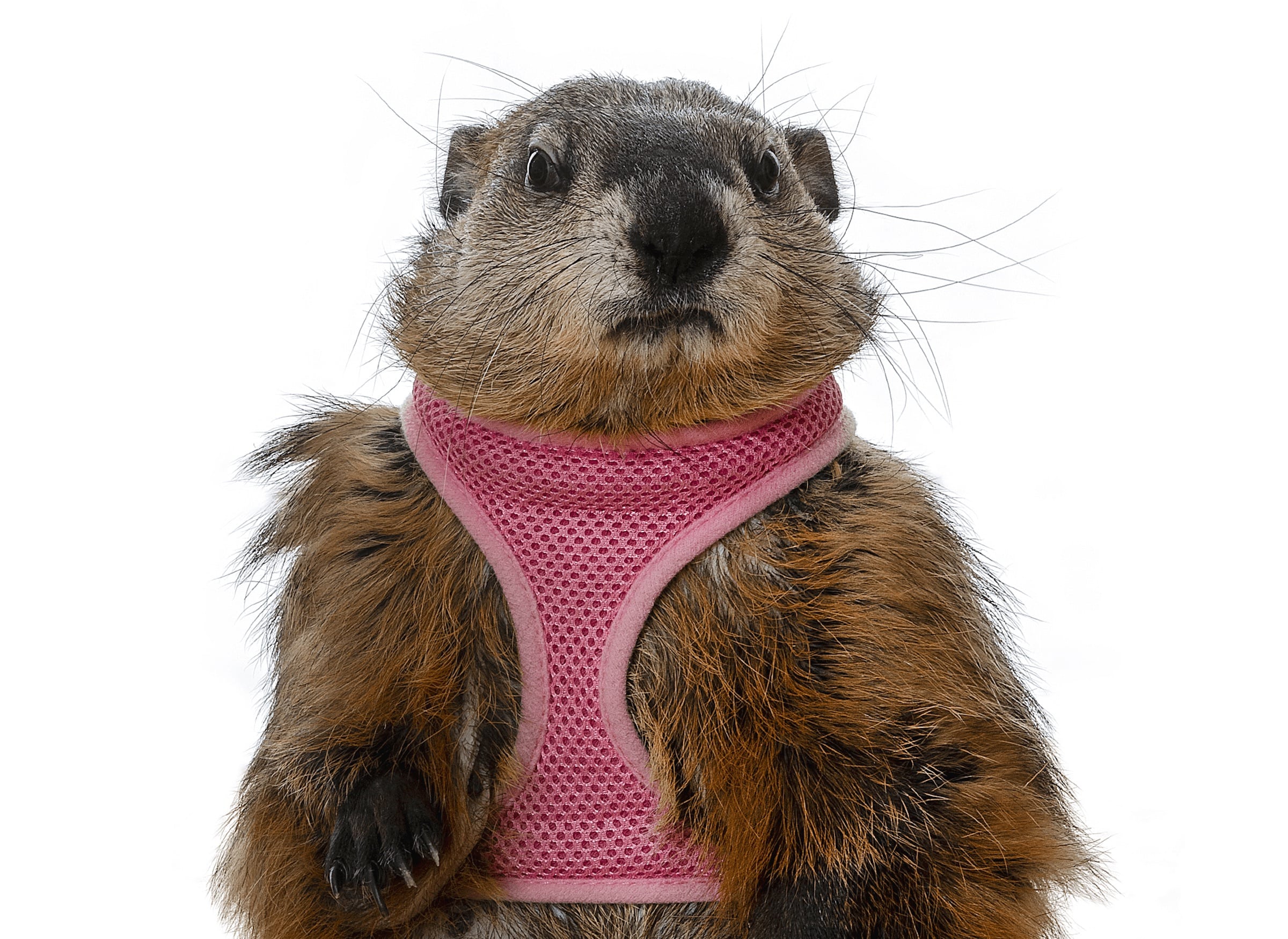 Poppy the Groundhog