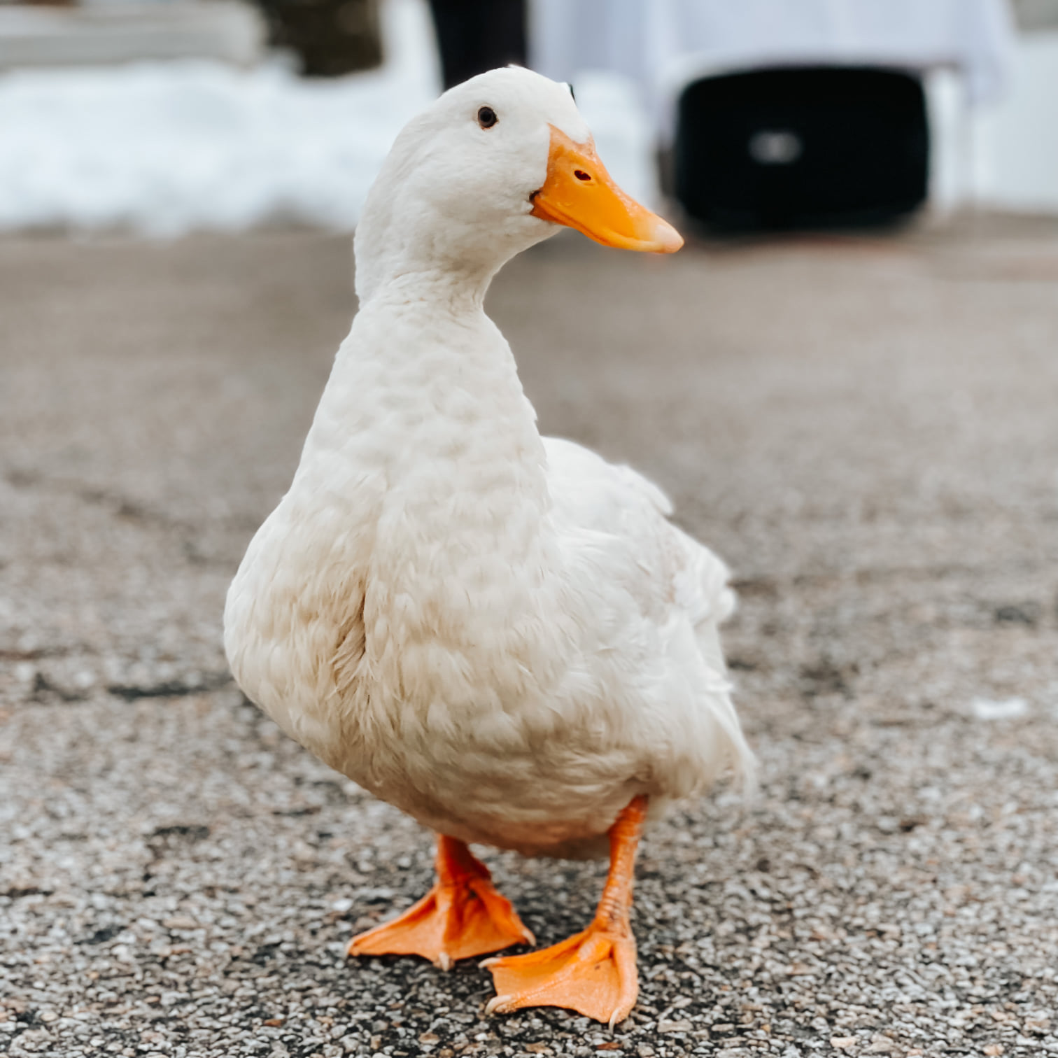 Scramble the Duck