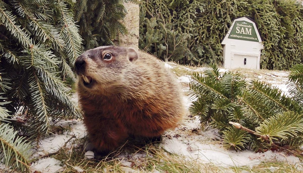 Shubenacadie Sam