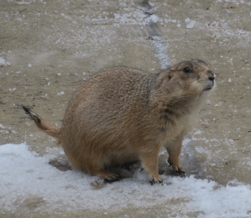 Snowy the Prairie Dog