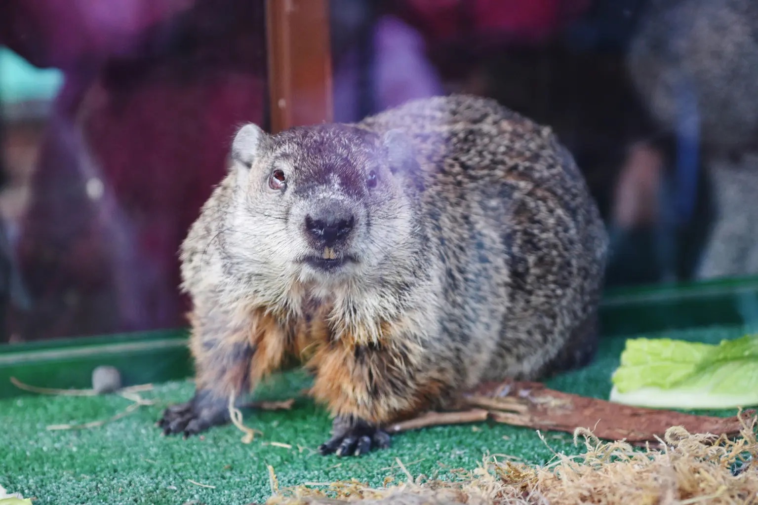 Staten Island Chuck