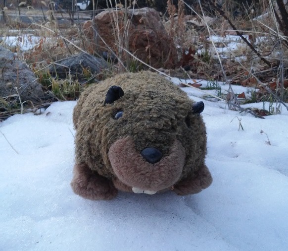 Stormy Marmot