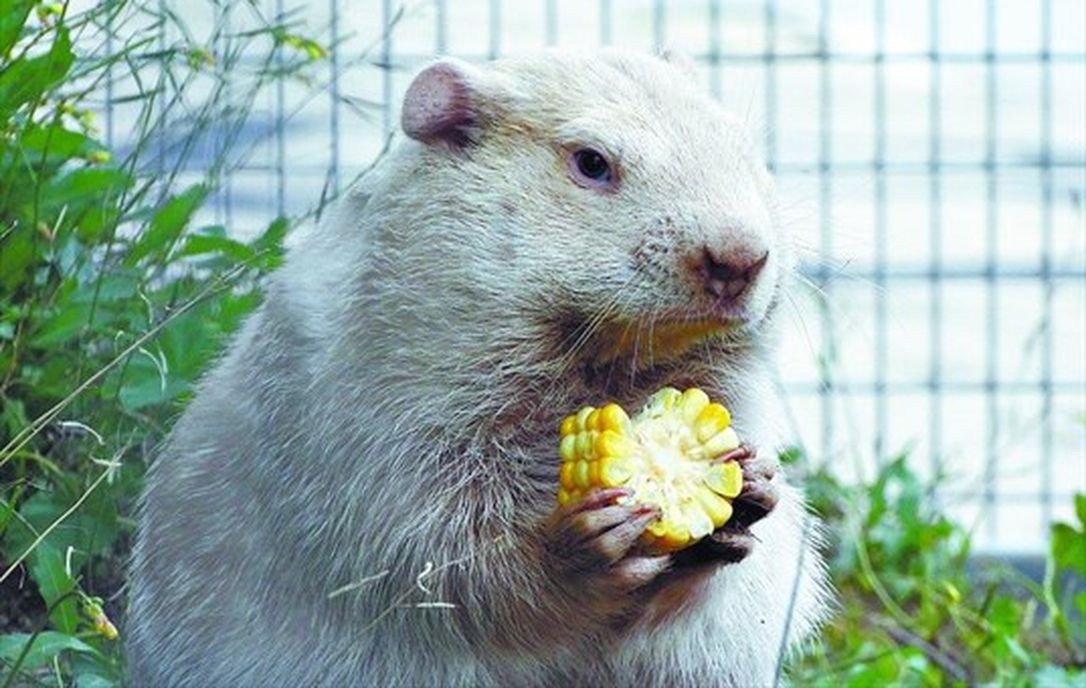 Wiarton Willie