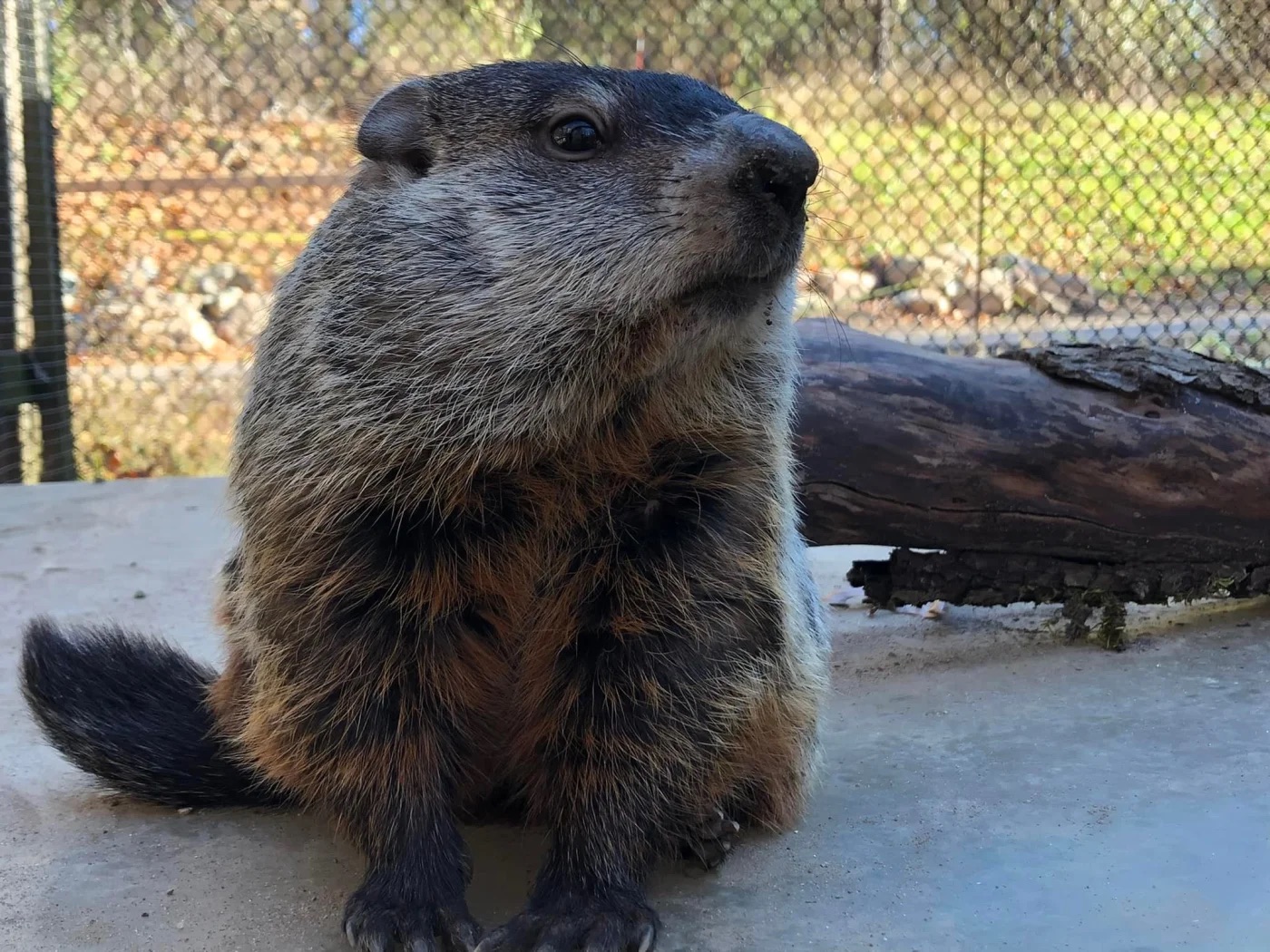 Woody the Woodchuck