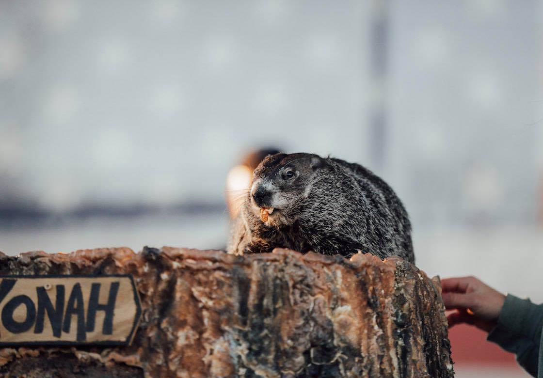 Yonah the Groundhog